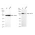 KD-Validated Hsp105 Rabbit mAb (20 μl)