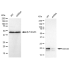 KD-Validated CDC42 Rabbit mAb (20 μl)