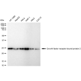 KD-Validated GRB2 Rabbit mAb (20 μl)