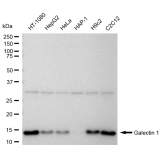 KD-Validated Galectin 1 Rabbit mAb (20 μl)