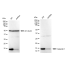 KD-Validated Galectin 1 Rabbit mAb (20 μl)
