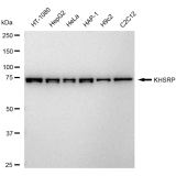 KD-Validated KHSRP Rabbit mAb (20 μl)