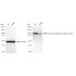 KD-Validated EEF2 Rabbit mAb (20 μl)