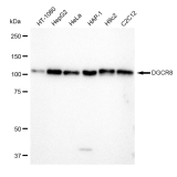 KD-Validated DGCR8 Rabbit mAb (20 μl)