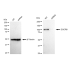KD-Validated DGCR8 Rabbit mAb (20 μl)