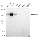 KD-Validated EGFR Rabbit mAb (20 μl)