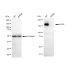 KD-Validated EGFR Rabbit mAb (20 μl)