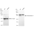 KD-Validated GLB1 Rabbit mAb (20 μl)
