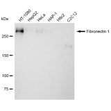 KD-Validated Fibronectin 1 Rabbit mAb (20 μl)