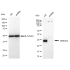 KD-Validated DNAJC12 Rabbit mAb (20 μl)