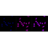 KD-Validated FOXO1 Rabbit mAb (20 μl)