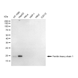 KD-Validated FTH1 Rabbit mAb (20 μl)