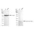 KD-Validated FTH1 Rabbit mAb (20 μl)