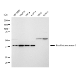 KD-Validated ENGL Rabbit mAb (20 μl)