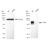 KD-Validated CD46 Rabbit mAb (20 μl)