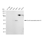 KD-Validated GAP43 Rabbit mAb (20 μl)