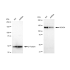 KD-Validated HDAC4 Rabbit mAb (20 μl)