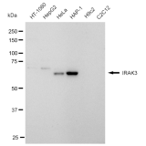 KD-Validated IRAK3 Rabbit mAb (20 μl)
