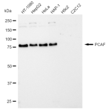 KD-Validated PCAF Rabbit mAb (20 μl)