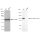 KD-Validated PI3KCB Rabbit mAb (20 μl)