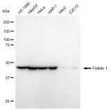 KD-Validated Flotillin 1 Rabbit mAb (20 μl)