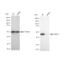 KD-Validated Flotillin 1 Rabbit mAb (20 μl)