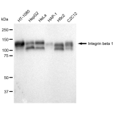 KD-Validated CD29 Rabbit mAb (20 μl)