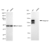KD-Validated CD29 Rabbit mAb (20 μl)