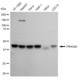 KD-Validated PRAS40 Rabbit mAb (20 μl)