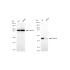 KD-Validated PRAS40 Rabbit mAb (20 μl)