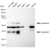 KD-Validated LGMN Rabbit mAb (20 μl)