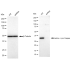 KD-Validated CPP32B Rabbit mAb (20 μl)