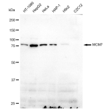 KD-Validated MCM7 Rabbit mAb (20 μl)