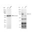KD-Validated MCM7 Rabbit mAb (20 μl)