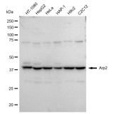 KD-Validated Arp2 Rabbit mAb (20 μl)