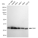 KD-Validated Cdk4 Rabbit mAb (20 μl)