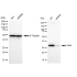 KD-Validated Cdk4 Rabbit mAb (20 μl)