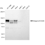 KD-Validated CD29 Rabbit mAb (20 μl)