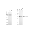 KD-Validated CCNA Rabbit mAb (20 μl)