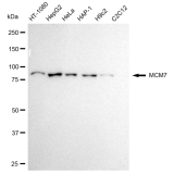 KD-Validated MCM7 Rabbit mAb (20 μl)