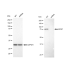KD-Validated MCM7 Rabbit mAb (20 μl)