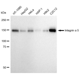 KD-Validated CD49e Rabbit mAb (20 μl)