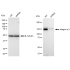 KD-Validated CD49e Rabbit mAb (20 μl)