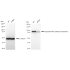 KD-Validated EIF2C Rabbit mAb (20 μl)