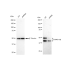 KD-Validated GSK3A Rabbit mAb (20 μl)