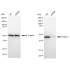 KD-Validated Flotillin 1 Rabbit mAb (20 μl)