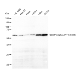 KD-Validated Phospho-AKT1 (S129) Rabbit mAb (20 μl)