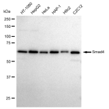 KD-Validated Smad4 Rabbit mAb (20 μl)