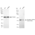 KD-Validated GSK3B Rabbit mAb (20 μl)