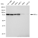 KD-Validated IKK alpha Rabbit mAb (20 μl)